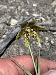 Fritillaria atropurpurea