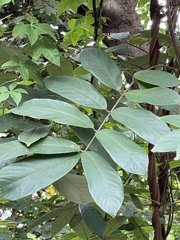 Millettia pachycarpa