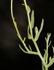 Erigeron breweri porphyreticus
