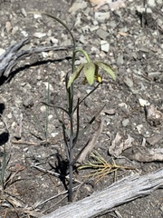 Fritillaria atropurpurea