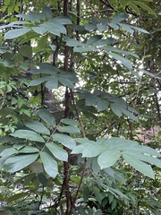 Millettia pachycarpa