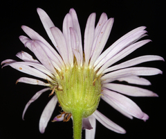 Erigeron breweri porphyreticus