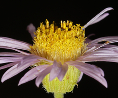 Erigeron breweri porphyreticus