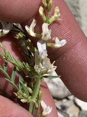 Astragalus miser