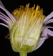 Erigeron breweri porphyreticus