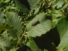 Booneacris glacialis