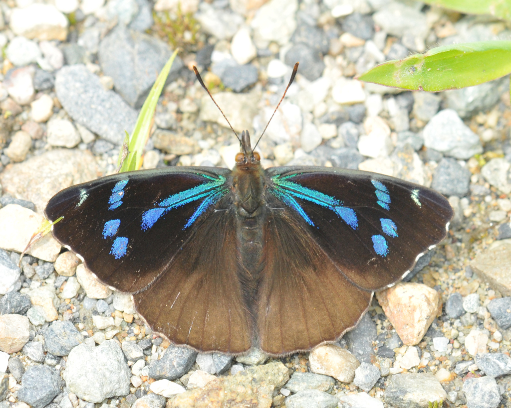 Orophila cardases