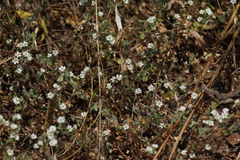 Stellaria cuspidata