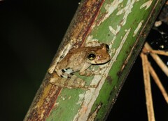 Scinax albicans