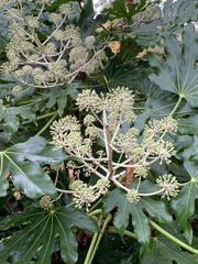 Fatsia japonica