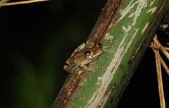 Scinax albicans