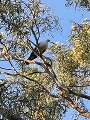 Ducula spilorrhoa