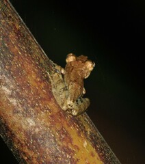 Scinax albicans