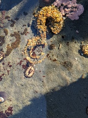 Anthopleura elegantissima