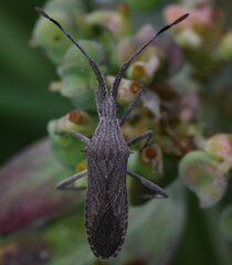 Chariesterus antennator