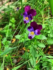 Viola × williamsii