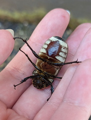 Dermolepida albohirtum