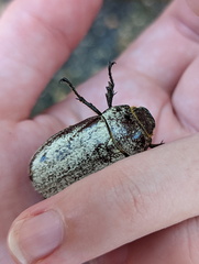 Dermolepida albohirtum