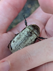 Dermolepida albohirtum