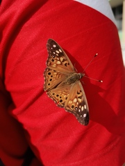 Asterocampa celtis antonia