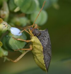 Euschistus