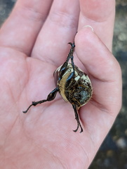 Dermolepida albohirtum