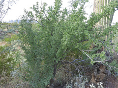 Condalia globosa