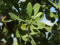 Condalia globosa