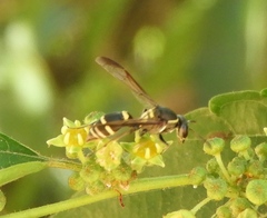 Myrapetra