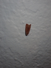 Micrathetis
