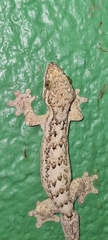 Thecadactylus rapicauda