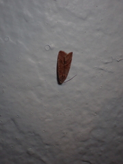 Micrathetis