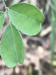 Styphnolobium affine