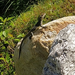 Laudakia tuberculata