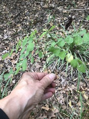 Styphnolobium affine