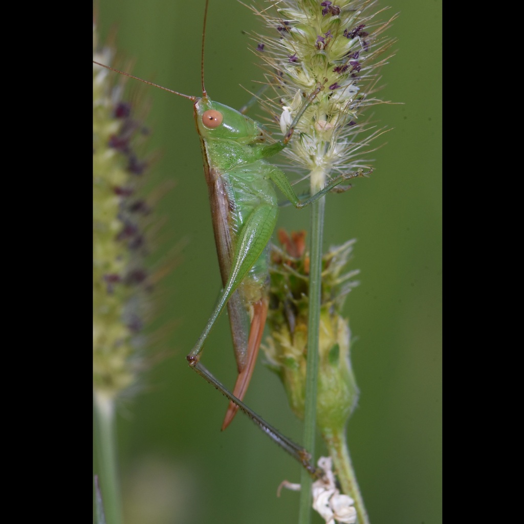 Caribbean Meadow Katydid