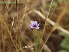 Erodium botrys