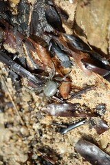 Cyclograpsus audouinii