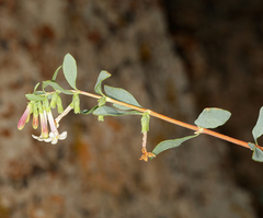 Symphoricarpos longiflorus