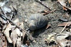 Nerita melanotragus