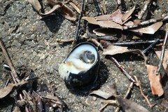 Nerita melanotragus