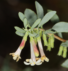 Symphoricarpos longiflorus