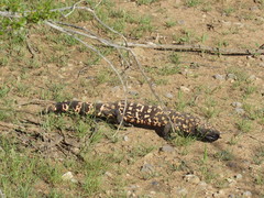 Heloderma suspectum suspectum