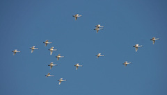 Cygnus columbianus columbianus