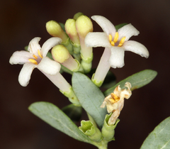 Symphoricarpos longiflorus