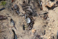 Cyclograpsus audouinii