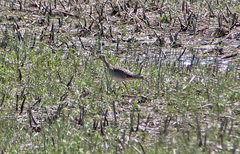 Bartramia longicauda