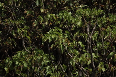 Pittocaulon praecox