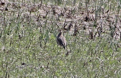 Bartramia longicauda