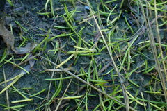 Lilaeopsis occidentalis